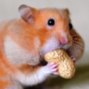 Meet your Posher, Laney